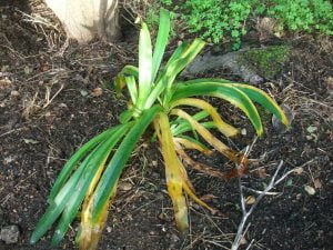 Agapanthus Treated with Cut'n'Paste