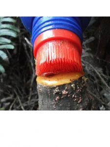Cut'n'Paste applied to a Rhamnus stump