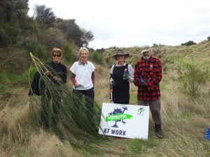 F&B weedbusters with Cut'n'Paste attacking broom at Whakaipo Bay in Taupo