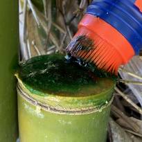 Treating Bamboo with Bamboo Buster