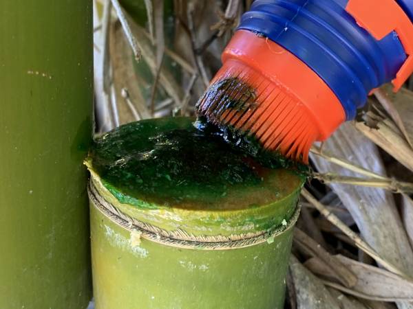 Treating Bamboo with Bamboo Buster